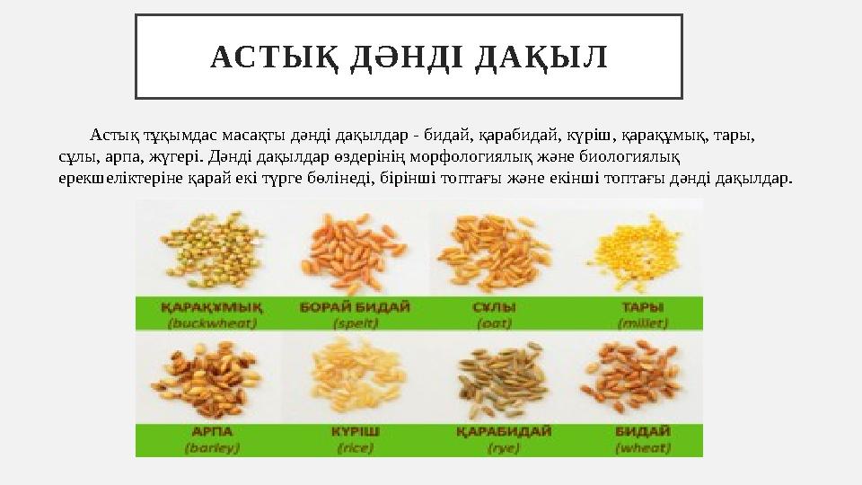 АС Т Ы Қ Д Ә Н Д І Д А Қ Ы Л Астық тұқымдас масақты дәнді дақылдар - бидай, қарабидай, күріш, қарақұмық, тары, сұлы
