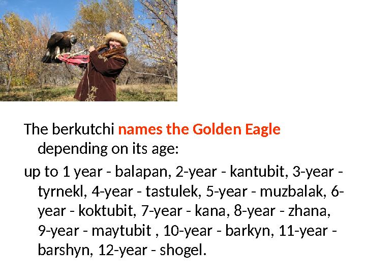 The berkutchi names the Golden Eagle depending on its age: up to 1 year - balapan, 2-year - kantubit, 3-year -