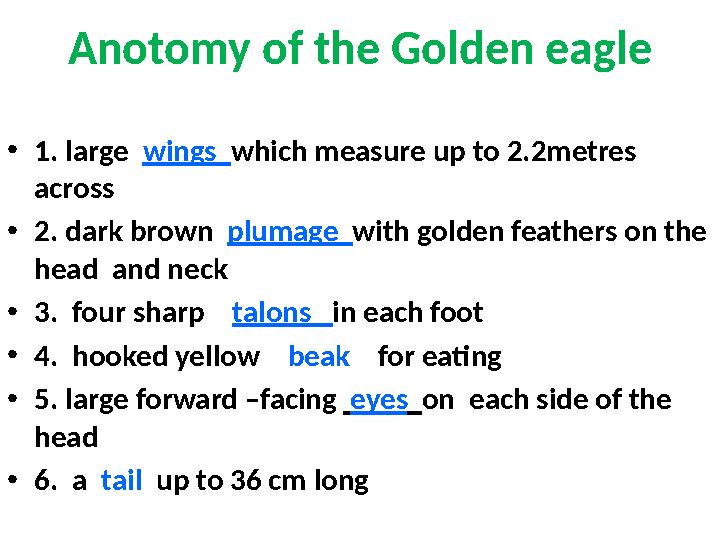 Anotomy of the Golden eagle • 1. large wings which measure up to 2.2metres across • 2. dark brown plumage with golden f