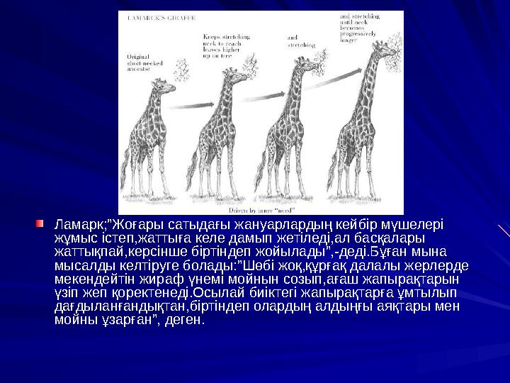 Ламарк;”Жоғары сатыдағы жануарлардың кейбір мүшелері жұмыс істеп,жаттыға келе дамып жетіледі,ал басқалары жаттықпай,керсінше б