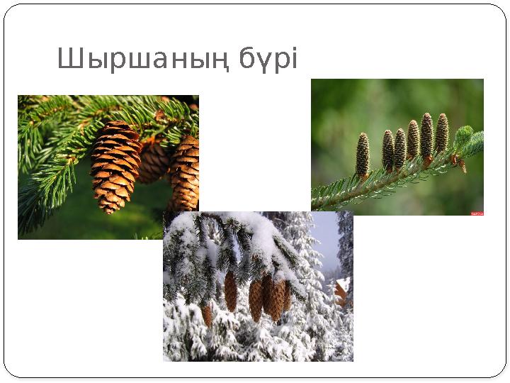 Шыршаның бүрі