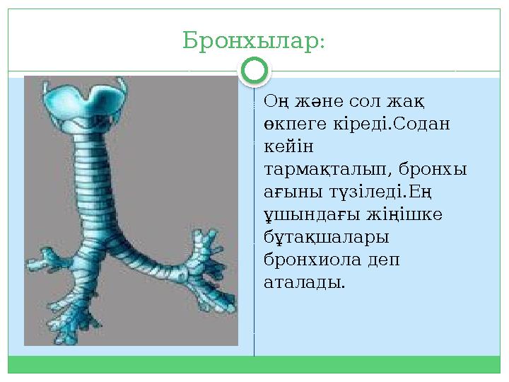 Бронхылар: Оң және сол жақ өкпеге кіреді.Содан кейін тармақталып, бронхы ағыны түзіледі.Ең ұшындағы жіңішке бұтақшалары б