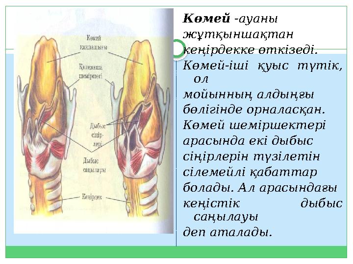 Көмей -ауаны жұтқыншақтан кеңірдекке өткізеді. Көмей-іші қуыс түтік, ол мойынның алдыңғы бөлігінде орналасқан. Көмей шем