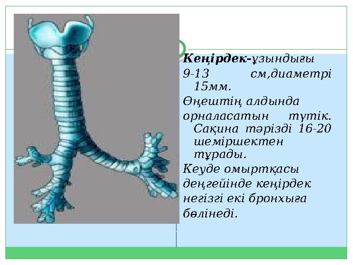 Кеңірдек- ұзындығы 9-13 см,диаметрі 15мм. Өңештің алдында орналасатын түтік. Сақина тәрізді 16-20 шеміршектен тұрады