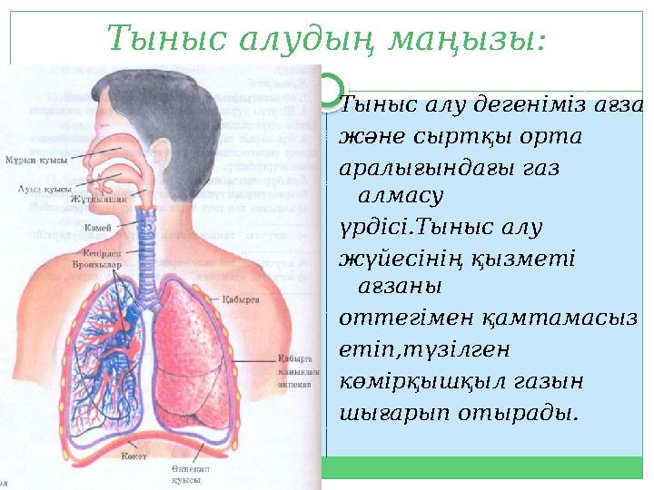 Тыныс алудың маңызы: Тыныс алу дегеніміз ағза және сыртқы орта аралығындағы газ алмасу үрдісі.Тыныс алу жүйесінің қызметі