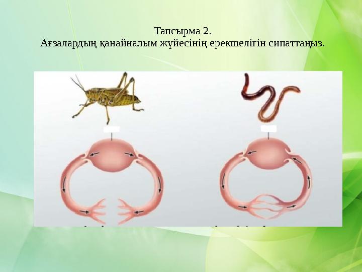 Тапсырма 2. Ағзалардың қанайналым жүйесінің ерекшелігін сипаттаңыз .