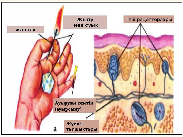 жанасу Жылу мен суық Ауыруды сезетін (ауырсыну) Тері рецепторлары Жүйке талшықтары