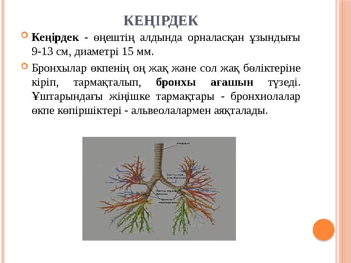 КЕҢІРДЕК  Кеңірдек - өңештің алдында орналасқан ұзындығы 9-13 см, диаметрі 15 мм.  Бронхылар өкпенің оң жақ және