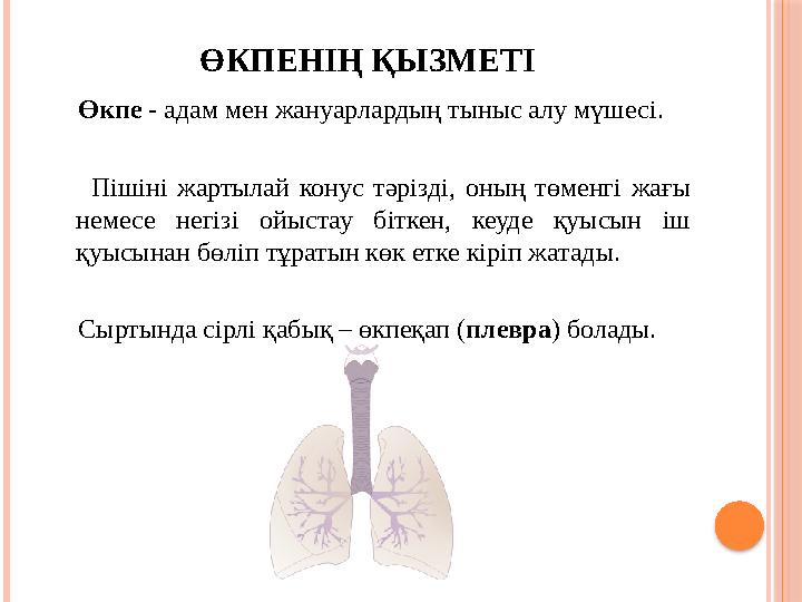 ӨКПЕНІҢ ҚЫЗМЕТІ Өкпе - адам мен жануарлардың тыныс алу мүшесі. Пішіні жартылай конус тәрізді, оның төменгі ж