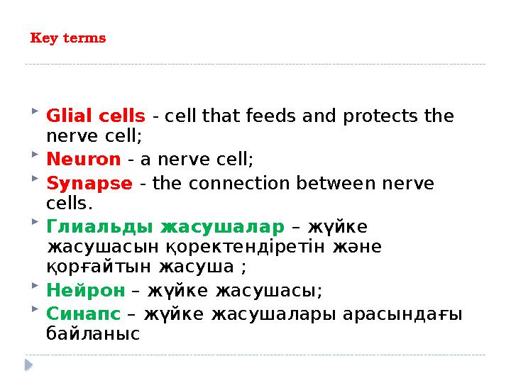 Key terms  Glial cells - cell that feeds and protects the nerve cell;  Neuron - a nerve cell;  Synapse - the connecti