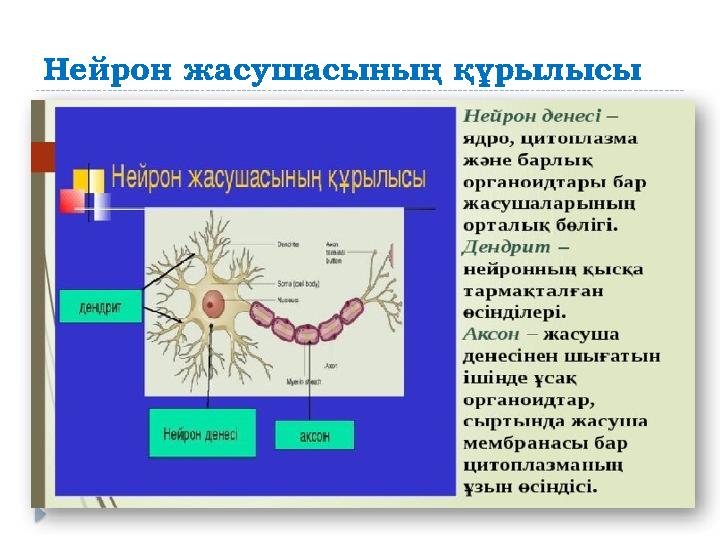 Нейрон жасушасының құрылысы
