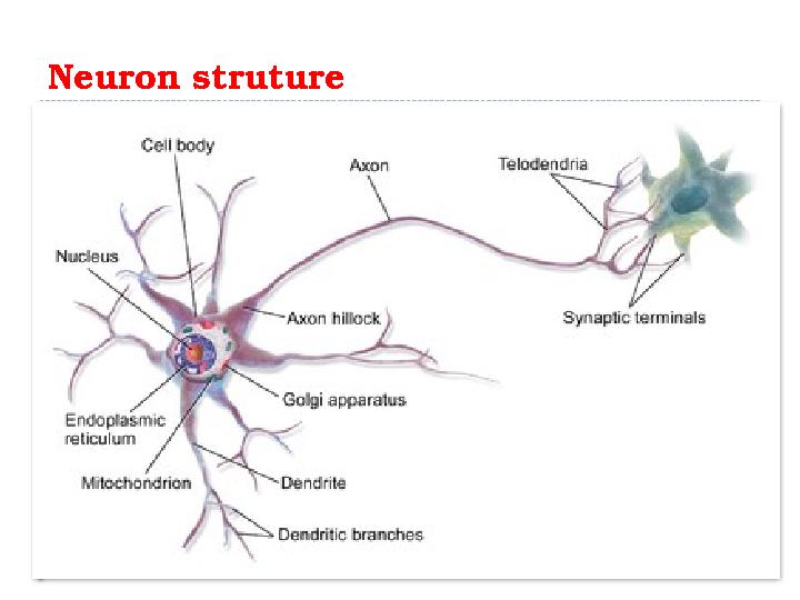 Neuron struture