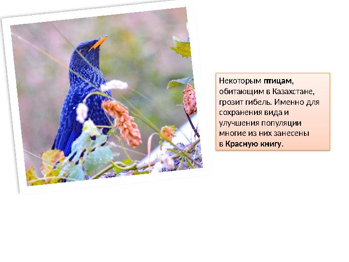 Некоторым птицам , обитающим в Казахстане, грозит гибель. Именно для сохранения вида и улучшения популяции м