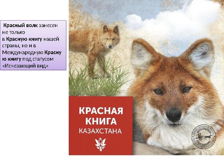 Красный волк занесен не только в Красную книгу нашей страны, но и в Международную Красну ю книгу под