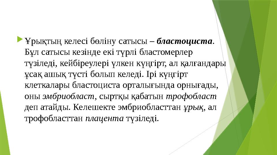  Ұрықтың келесі бөліну сатысы – бластоциста . Бұл сатысы кезінде екі түрлі бластомерлер түзіледі, кейбіреулері үлке