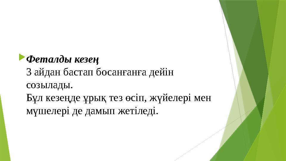  Феталды кезең 3 айдан бастап босанғанға дейін созылады. Бұл кезеңде ұрық тез өсіп, жүйелері мен мүшелері де дамып жетіледі.