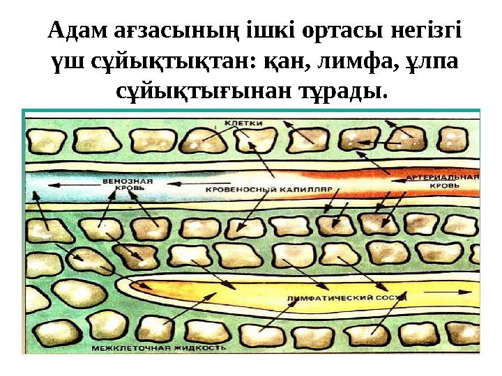 Адам ағзасының ішкі ортасы негізгі үш сұйықтықтан: қан, лимфа, ұлпа сұйықтығынан тұрады.