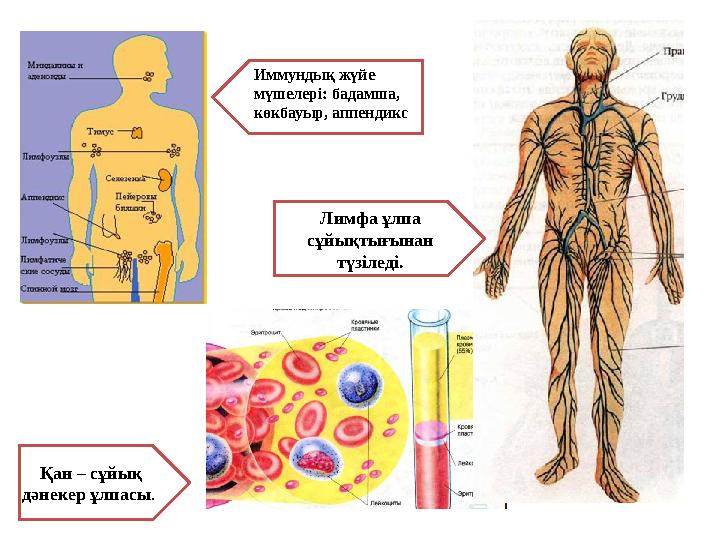 Қан – сұйық дәнекер ұлпасы . Иммундық жүйе мүшелері: бадамша, көкбауыр, аппендикс Лимфа ұлпа сұйықтығынан түзіледі.