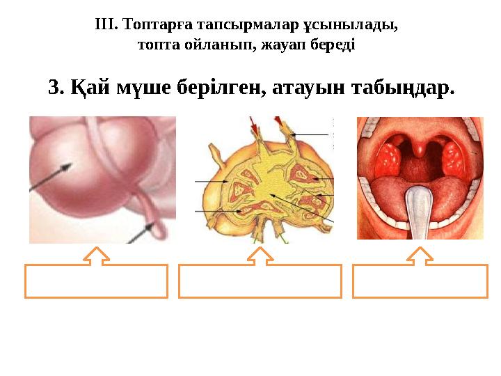 ІІІ. Топтарға тапсырмалар ұсынылады, топта ойланып, жауап береді 3. Қай мүше берілген, атауын табыңдар.