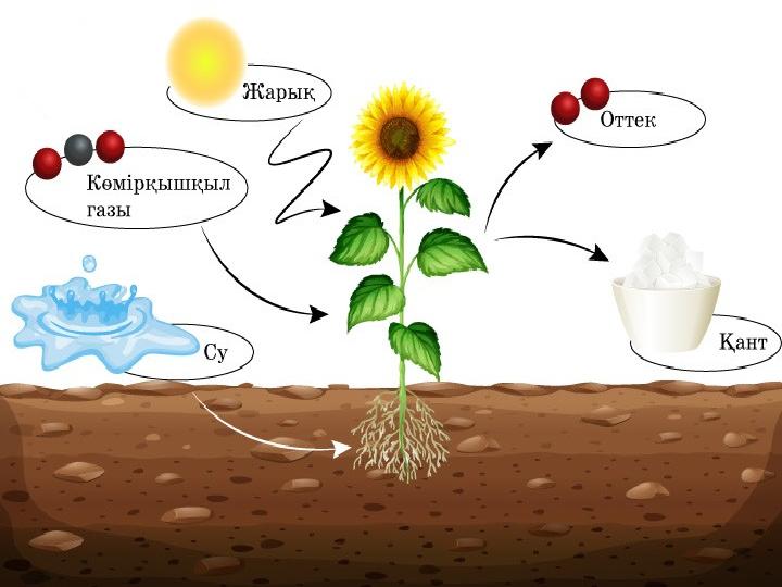 Үлкен кеудесі бар қара әйелдердің порно видеолары