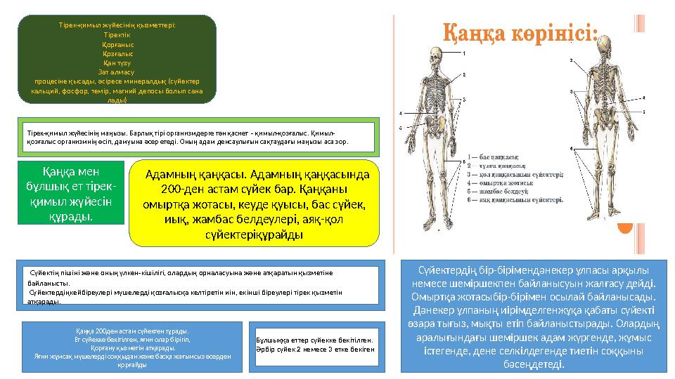 Тірек-қимыл жүйесінің қызметтері: Тіректік Қорғаныс Қозғалыс Қан түзу Зат алмасу процесіне қысады, әсіресе минералдық