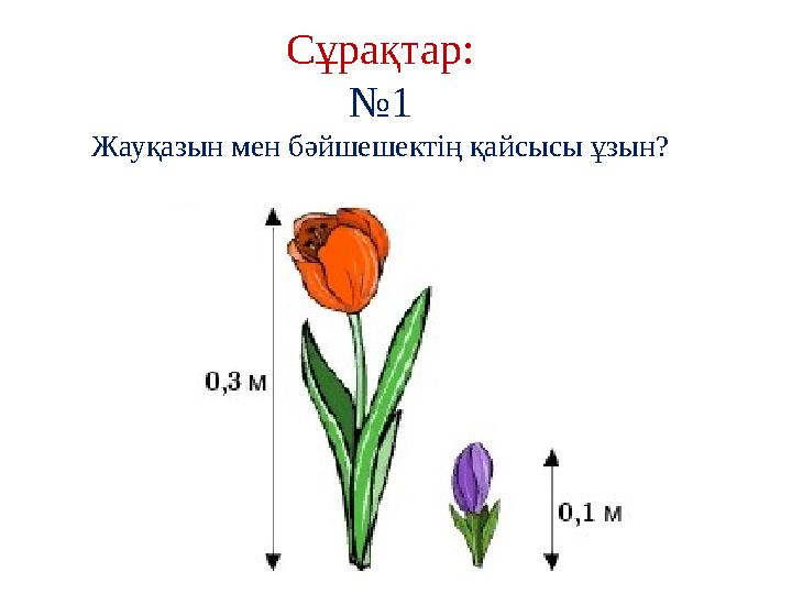 Сұрақтар: № 1 Жауқазын мен бәйшешектің қайсысы ұзын?