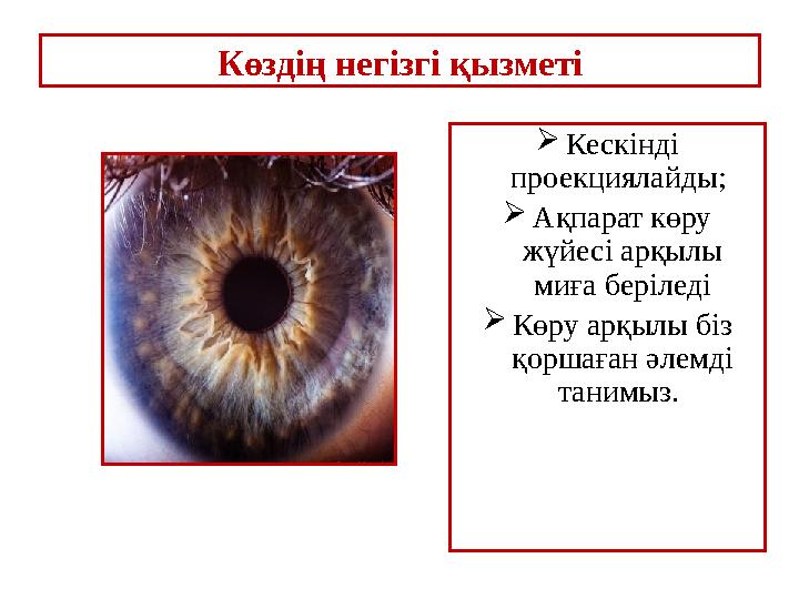 Көздің негізгі қызметі  Кескінді проекциялайды;  Ақпарат көру жүйесі арқылы миға беріледі  Көру арқылы біз қоршаған әлем