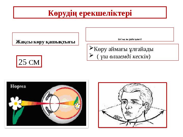 Көрудің ерекшеліктері Жақсы көру қашықтығы Екі көз не үшін қажет? 25 СМ  Көру аймағы ұлғайады  ( үш өлшемді кескін )