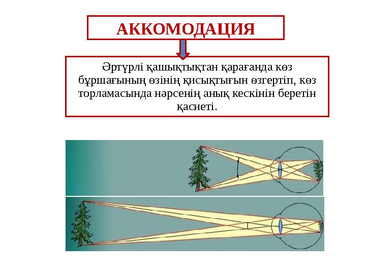 АККОМОДАЦИЯ Әртүрлі қашықтықтан қарағанда көз бұршағының өзінің қисықтығын өзгертіп, көз торламасында нәрсенің анық кескінін б