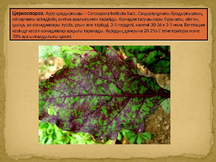 Церкоспороз. Ауру қоздырғышы – Cercospora beticola Sacc. Саңырауқұлағы.Қоздырғыштың жіпшумағы өсімдіктің клетка аралығымен т