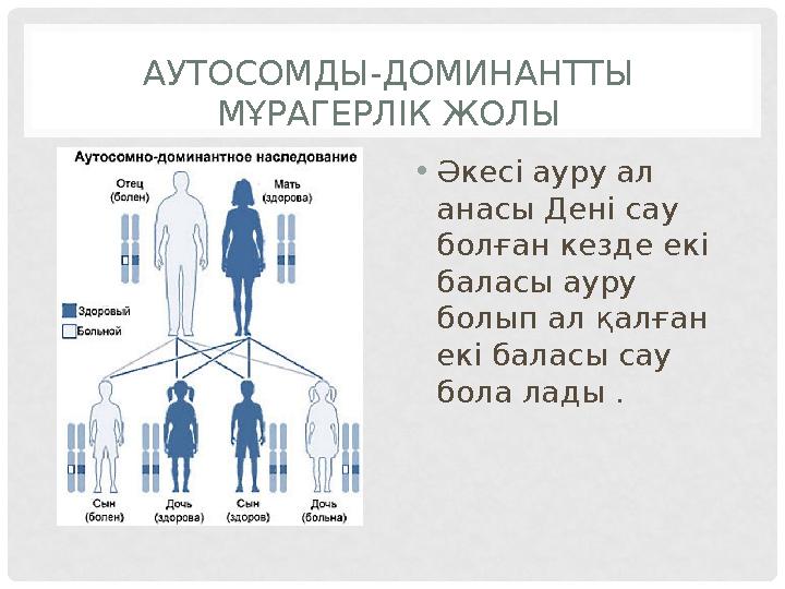 АУТОСОМДЫ-ДОМИНАНТТЫ МҰРАГЕРЛІК ЖОЛЫ • Әкесі ауру ал анасы Дені сау болған кезде екі баласы ауру болып ал қалған екі балас