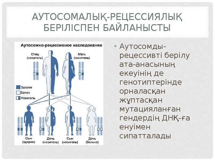 АУТОСОМАЛЫҚ-РЕЦЕССИЯЛЫҚ БЕРІЛІСПЕН БАЙЛАНЫСТЫ • Аутосомды- рецессивті берілу ата-анасының екеуінің де генотиптерінде орнала