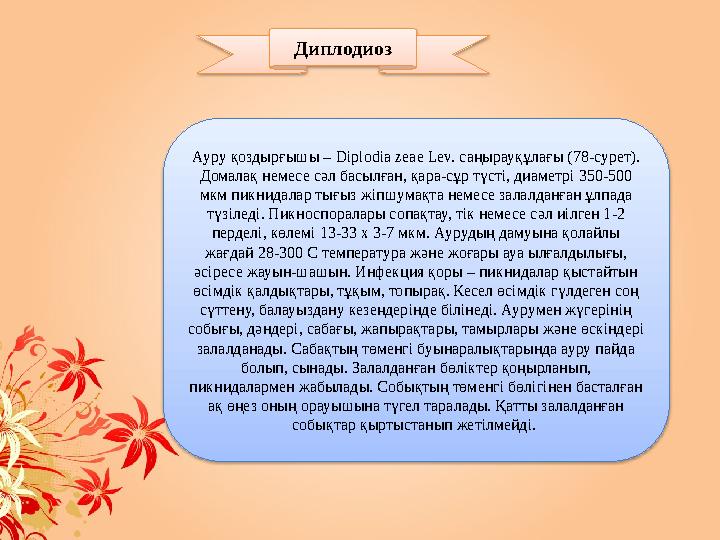 Диплодиоз Ауру қоздырғышы – Diplodia zeae Lev. саңырауқұлағы (78-сурет). Домалақ немесе с ə л басылған, қара-сұр түсті, диаме