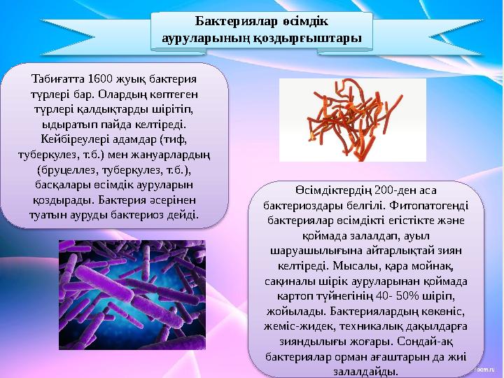 Бактериялар өсімдік ауруларының қоздырғыштары Табиғатта 1600 жуық бактерия түрлері бар. Олардың көптеген түрлері қалдықтарды