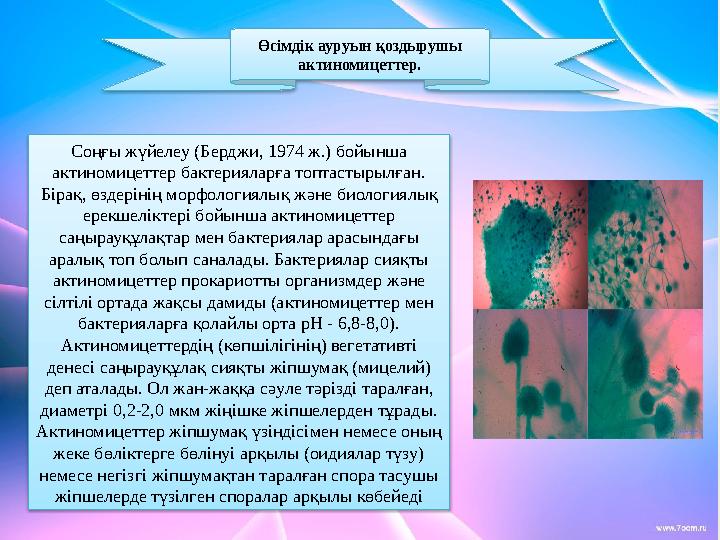 Өсімдік ауруын қоздырушы актиномицеттер. Соңғы жүйелеу (Берджи, 1974 ж.) бойынша актиномицеттер бактерияларға топтастырылған.