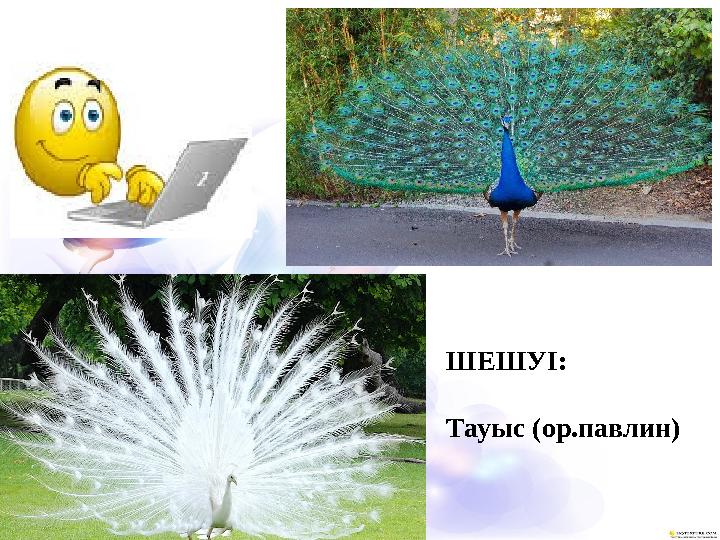 ШЕШУІ: Тауыс (ор.павлин)