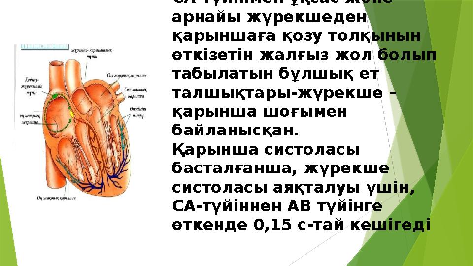 Құрылысы бойынша АВ-түйін СА-түйінмен ұқсас және арнайы жүрекшеден қарыншаға қозу толқынын өткізетін жалғыз жол болып табыл