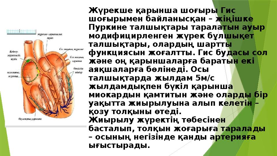 Жүрекше қарынша шоғыры Гис шоғырымен байланысқан – жіңішке Пуркине талшықтары таралатын ауыр модифицирленген жүрек бұлшықет