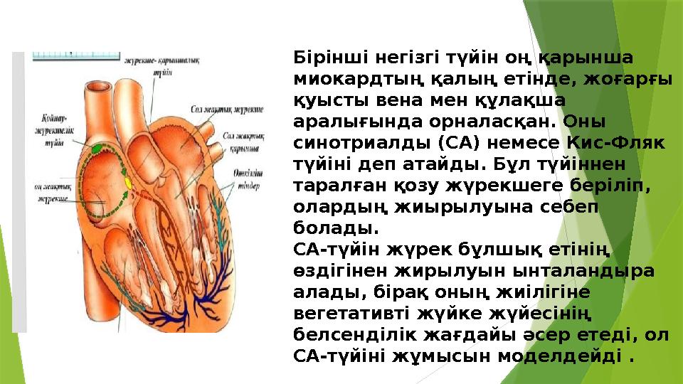 Бірінші негізгі түйін оң қарынша миокардтың қалың етінде, жоғарғы қуысты вена мен құлақша аралығында орналасқан. Оны синотри