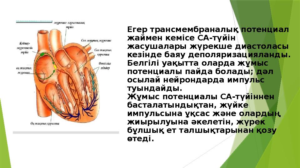 Егер трансмембраналық потенциал жаймен кемісе СА-түйін жасушалары жүрекше диастоласы кезінде баяу деполяризацияланды. Белгіл