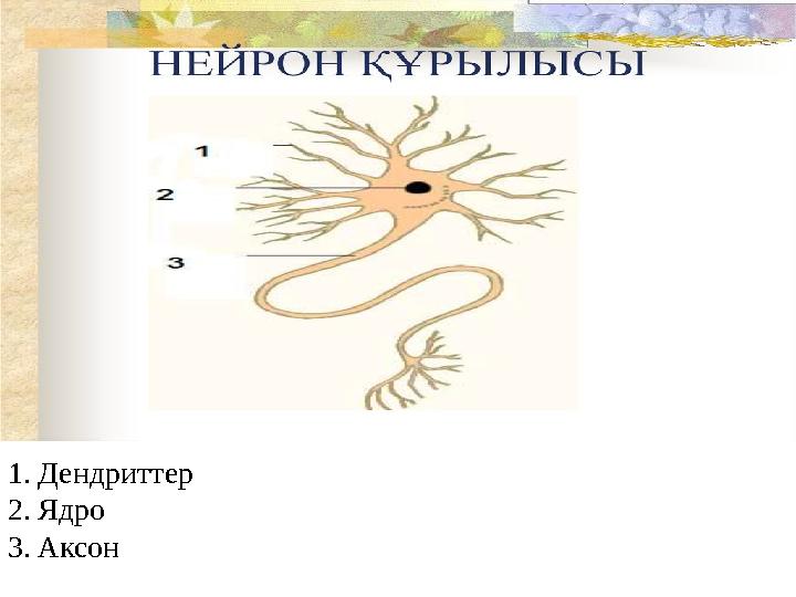 1. Дендриттер 2. Ядро 3. Аксон