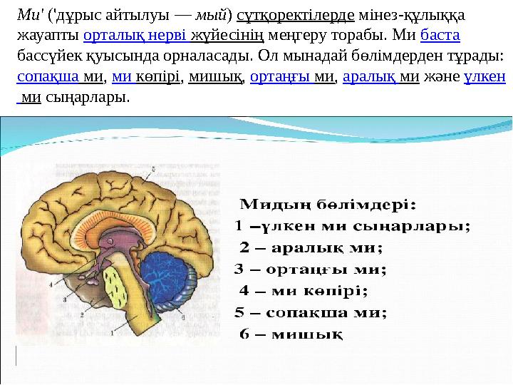 Ми' ('дұрыс айтылуы — мый ) сүтқоректілерде мінез-құлыққа жауапты орталық нерві жүйесінің меңгеру торабы. Ми баста