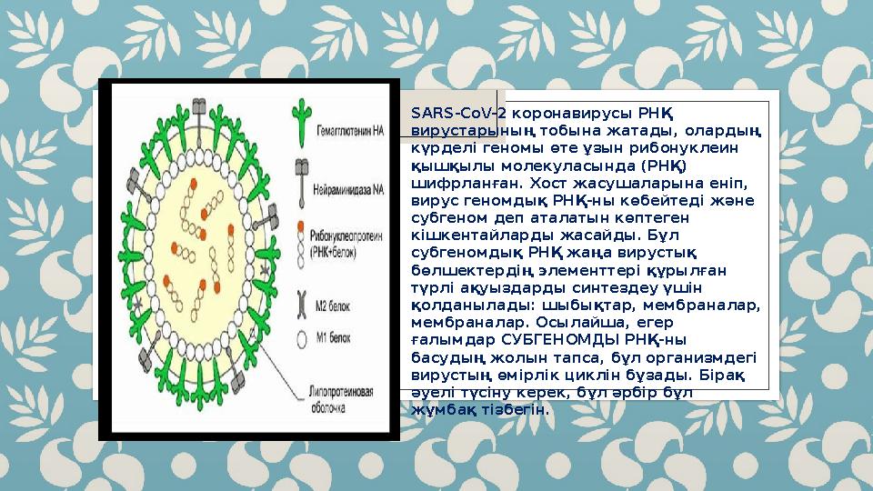 SARS-CoV-2 коронавирусы РНҚ вирустарының тобына жатады, олардың күрделі геномы өте ұзын рибонуклеин қышқылы молекуласында (Р