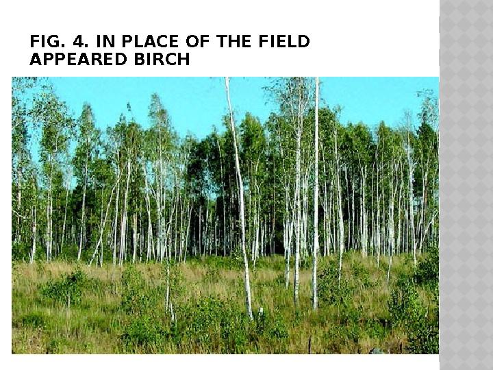 FIG. 4 . IN PLACE OF THE FIELD APPEARED BIRCH
