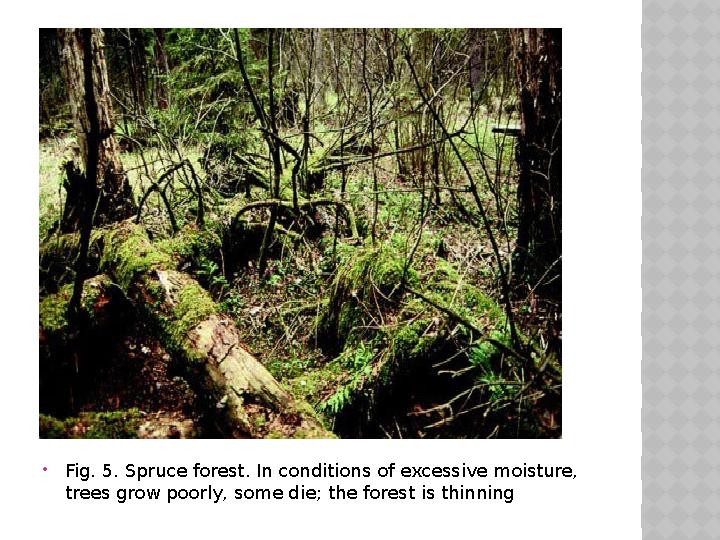  Fig. 5 . Spruce forest. In conditions of excessive moisture, trees grow poorly, some die; the forest is thinning