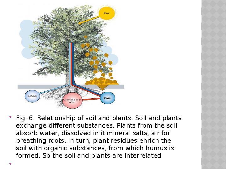  Fig. 6 . Relationship of soil and plants. Soil and plants exchange different substances. Plants from the soil absorb water,