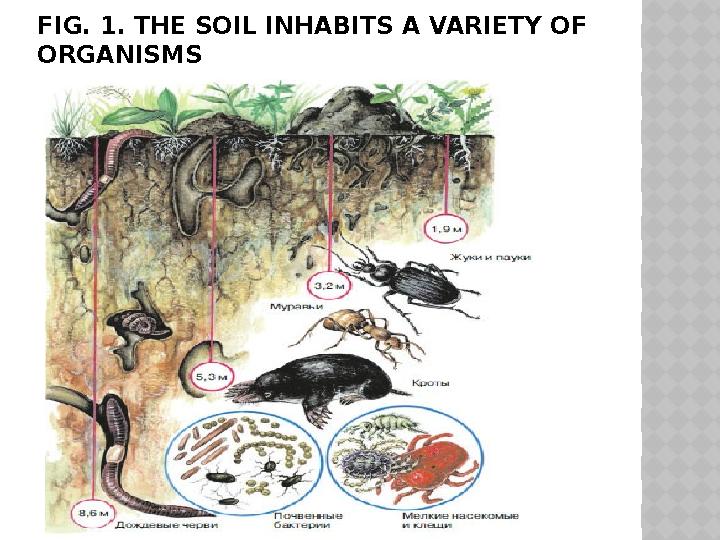 FIG. 1. THE SOIL INHABITS A VARIETY OF ORGANISMS