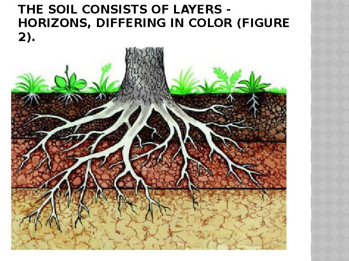 THE SOIL CONSISTS OF LAYERS - HORIZONS, DIFFERING IN COLOR (FIGURE 2).