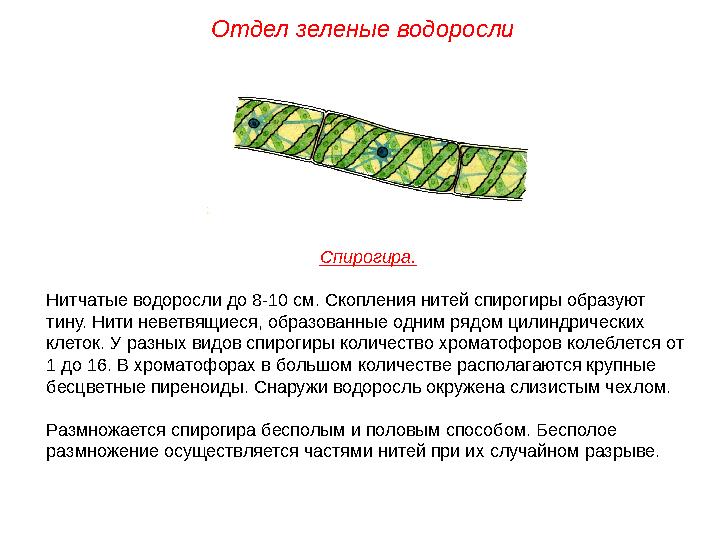 Спирогира. Нитчатые водоросли до 8-10 см. Скопления нитей спирогиры образуют тину. Нити неветвящиеся, образованные одним рядом