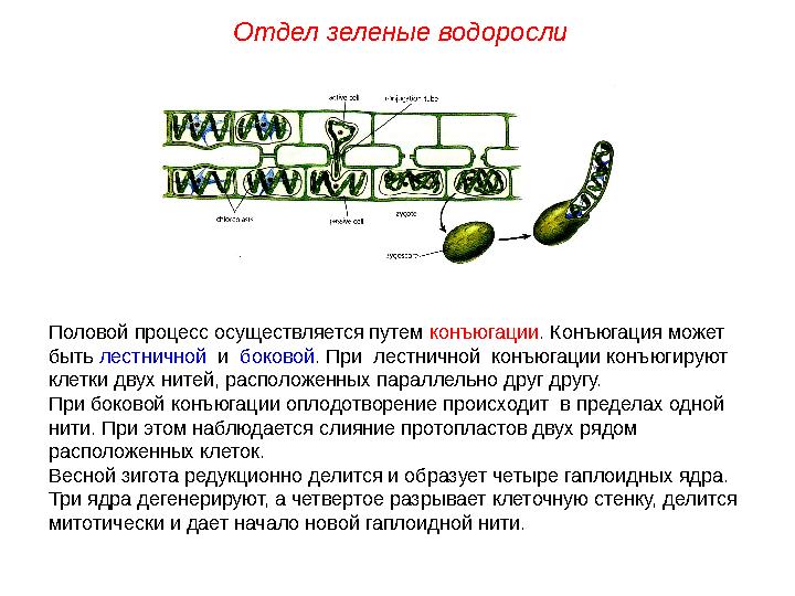 Половой процесс осуществляется путем конъюгации . Конъюгация может быть лестничной и боковой . При лестничной конъюгаци